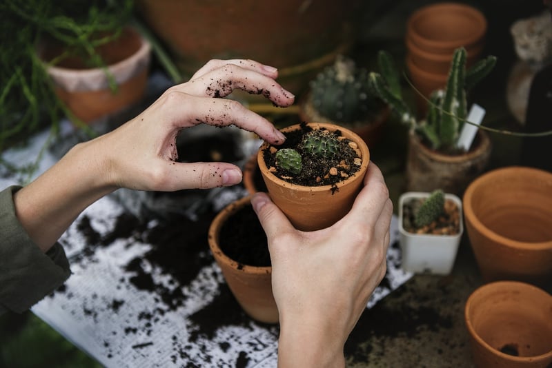 Urban Garden